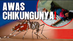 Obat Herbal Penyakit Chikungunya